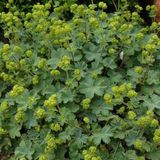 Arborix Alchemilla 6 x Alchemilla Erythropoda - Vrouwenmantel pot 9x9cm