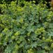 Arborix Alchemilla 6 x Alchemilla Erythropoda - Vrouwenmantel pot 9x9cm