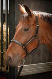 Harry's Horse Halster Leder Metallic Zwart-donkergrijs Cob