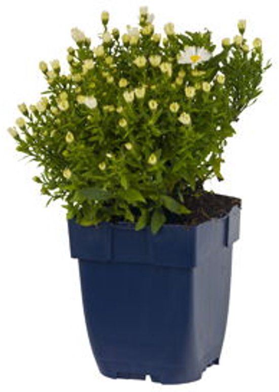 Griffioen Aster (D) 'Schneekissen' - Witte vaste plant - Zon - Inclusief pot