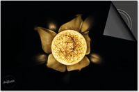Dietrix Inductie beschermer 60x60 - Black en Gold - Bloem bol goud