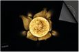 Dietrix Inductie beschermer 60x60 - Black en Gold - Bloem bol goud