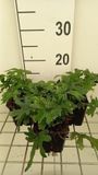 Groendecor Tuinarchitectuur 6x Tiarella hybr. 'Skeleton Key' | pot 9x9 cm