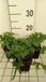 Groendecor Tuinarchitectuur 6x Tiarella hybr. 'Skeleton Key' | pot 9x9 cm