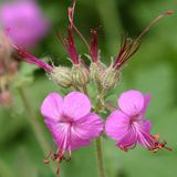 Bol 6 x Geranium Macrorrhizum - Ooievaarsbek Pot 9x9 cm - Plante vivace couvre-sol