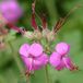 Bol 6 x Geranium Macrorrhizum - Ooievaarsbek Pot 9x9 cm - Plante vivace couvre-sol