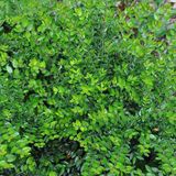 Lonicera Nitida 'Maigrün' - Chèvrefeuille - 40-50 cm en pot