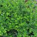 Arborix Lonicera Nitida 'Maigrün' - Kamperfoelie - 40-50 cm in pot