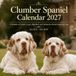 Clumber Spaniel 2027 Calendar