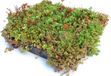 Intergard Groendak Sedummixmat per m2