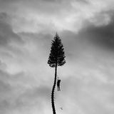 Manchester Orchestra A Black Mile To The Surface