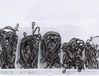 OEM Shenzhen Haorui Industrial Technology Co., Ltd. 100 Stks-doos Koolstofstaal Vishaken Prikkeldraad Brede Gap Offset Jig Worm Zachte Aas Jigging Haak Voor Texas Rigs - Maat 2 #1 #1/0 #2/0 #3/0 # Zwart