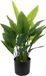 BigBuy Paradijsvogel Decoratieve plant 40 x 30 x 70 cm Groen