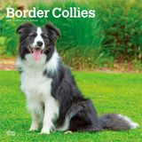 Border Browntrout Publishers Border Collies 2027 - 16-Monatskalender