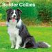Border Browntrout Publishers Border Collies 2027 - 16-Monatskalender