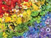 SunsOut Puzzle Rainbow Butterflies - 1000 pièces