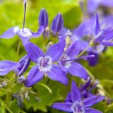 Arborix Campanula Garganica 6 x Klokje pot 9x9cm