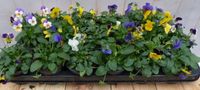 Warentuin natuurlijk Bosviolen Violen wit/geel/paars 12 stuks in bak Viola Warentuin Natuurlijk
