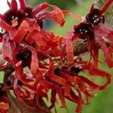 Arborix Hamamelis Toverhazelaar 'Diane' - 40-60 cm - Struik met koperrode bloemen