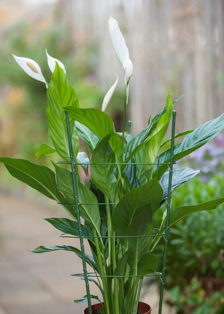 Nature Plantensteunen geplastificeerd metaal groen H90cmx dia. 7mm incl. 4 ringen dia. 29 5-28-27-22cm