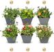 Green boutiQ - 12x Delosperma mix - IJsplantmix - Geel, Paars, Rood, Roze - Vaste plant - Ø7cm - 10-12cm