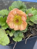 GRDplanten Groendecor Tuinarchitectuur 6x Nagelkruid - Geum hybr. 'Mai Tai' | 9x9 cm pot