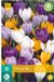 Jub X 10 Crocus grootbloemig mix
