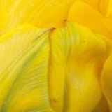 JUB - Tulipa Vanille Coupe