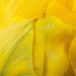 JUB - Tulipa Vanille Coupe