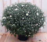 Warentuin natuurlijk Bol Chrysant wit