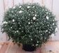 Warentuin natuurlijk Bol Chrysant wit