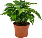 Bloomique Coffea Arabica Koffieplant Kamerplanten Luchtreinigend Hoogte 20-30 cm Pot 12 cm