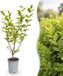 Green boutiQ - 24x Ligustrum ovalifolium Aureum - Bontbladige Liguster - Haagplanten - Groenblijvend - Bont - Pot 9cm - Hoogte 35-45cm