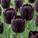 Green boutiQ - 70x Tulipa Black - Zwarte tulp