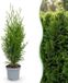 Green boutiQ - 40x Thuja occidentalis Smaragd - Levensboom - Haagplanten - Groenblijvend - Groen - Pot 9cm - Hoogte 20-30cm