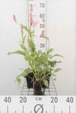 GRDplanten Groendecor Tuinarchitectuur 6x Duizenknoop - Persicaria bist. 'Superba' ('latifolium') | 9x9 cm pot