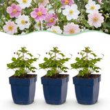 boutiQ - Plante vivace - Anemone Tricolour - Anémone d'automne - Ombre - Rose foncé - Rose - Blanc - 12 Plantes - Pot 11cm - Hauteur 15-25cm