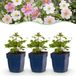 Green boutiQ - Vasteplant - Anemone Tricolour - Herfst Anemone - Schaduw - Donker Roze - Roze - Wit - 12 Planten - Pot 11cm - Hoogte 15-25cm