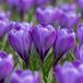 Green boutiQ - 60x Crocus Blue - Blauwe krokus - Blauw - Verwilderingsbol - Bolmaat 7/8