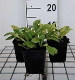 GRDplanten Groendecor Tuinarchitectuur 6x Pulmonaria - Pulmonaria ang. 'Azurea' | 9x9 cm pot