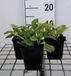 GRDplanten Groendecor Tuinarchitectuur 6x Pulmonaria - Pulmonaria ang. 'Azurea' | 9x9 cm pot