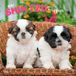 Shih Browntrout Publishers Shih Tzu Puppies - Shih Tzu Welpen 2027 - 16-Monatskalender