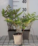 GRDplanten Astilbe 6x Pluimspirea - Astilbe (t) 'Prof. van der Wielen' | 9x9 cm pot