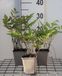 GRDplanten Astilbe 6x Pluimspirea - Astilbe (t) 'Prof. van der Wielen' | 9x9 cm pot
