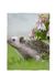 fotobar!style Foto-fleecedeken klein ca. 100 x 135 cm omzoomd Een motief uit de kalender Afrikaanse witte buikegel