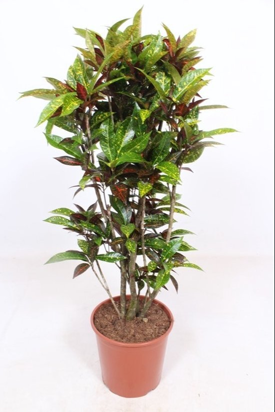 Kamerplant van Botanicly – Croton – Hoogte: 140 cm – Codiaeum variegatum Freckles