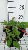 Groendecor Tuinarchitectuur 6x Duizendknoop - Persicaria ampl. 'J.s. Caliente' | 9x9 cm pot