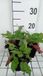 Groendecor Tuinarchitectuur 6x Duizendknoop - Persicaria ampl. 'J.s. Caliente' | 9x9 cm pot