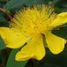 Arborix Bol 6 x Hypericum Calycinum - Hertshooi Pot 9x9 cm - Geelbloeiende Struik