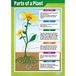Daydream Education Plantendelen Wetenschappelijke Poster, Hoogglans Gelamineerd Papier, 850 mm x 594 mm (A1)